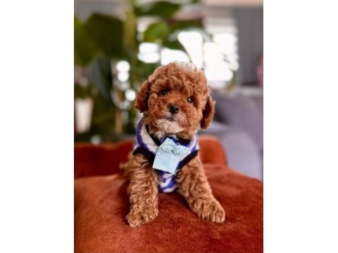 Safkan toy poodle yavrularımız