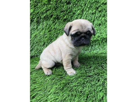 Pug mops muhteşem güzeller