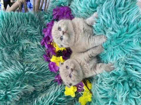 Show kalite scottish fold bebekler yeni yuvalarını arıyor