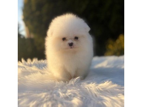 Kar beyaz pomeranian dişi