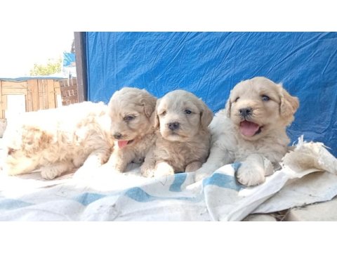 Maltipoo bebiş köpekler