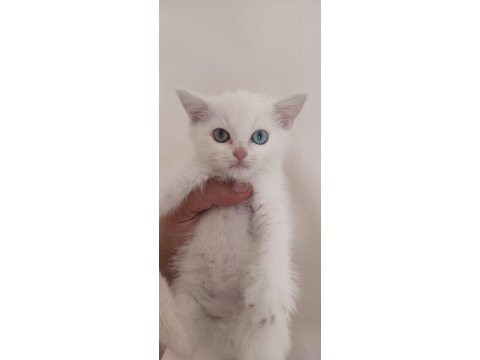 Birileri maviş mi dedi british shorthair (beyaz)