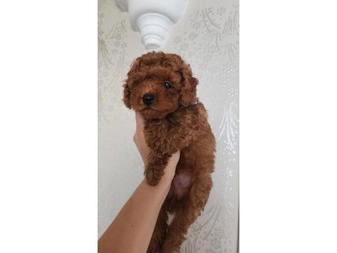 Bebek yüzlü toy poodle yavru