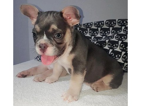Fluffy ve ısabella taşıyıcı aşılı exotic french minikler