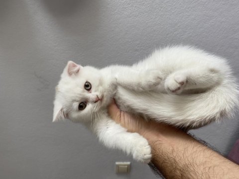 Scottish fold dişi