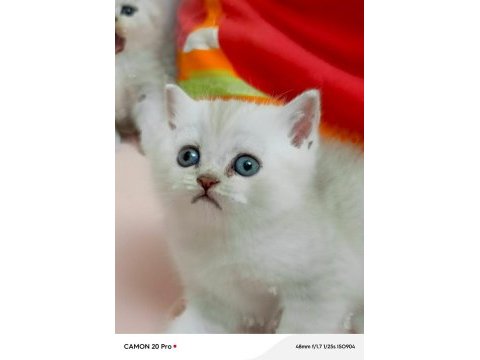 Scottish fold yavrular