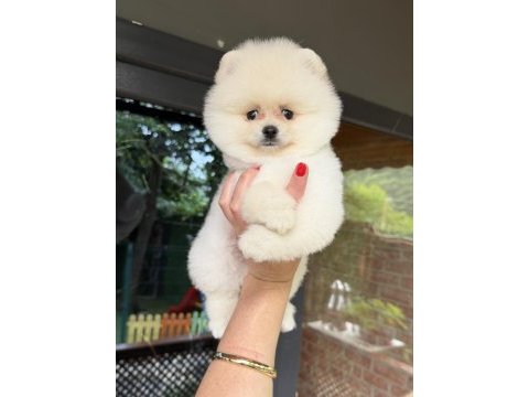Boo erkek pomeranian