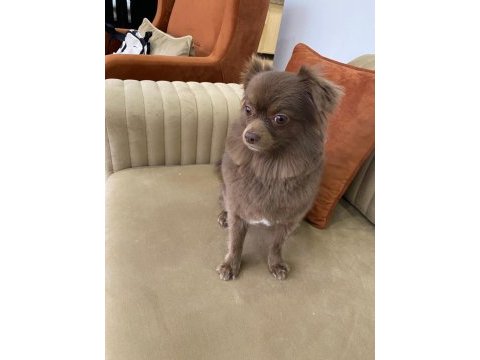 Chihuahua erkek 4 yaşında