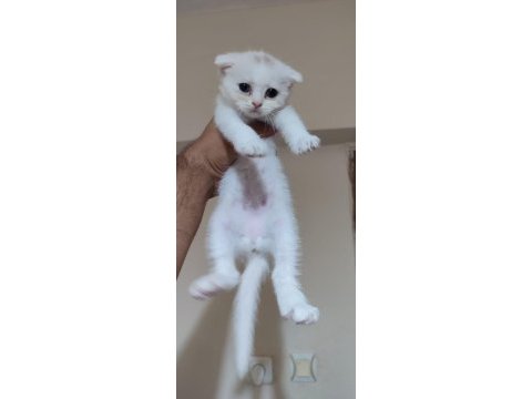 British shorthair kar topları
