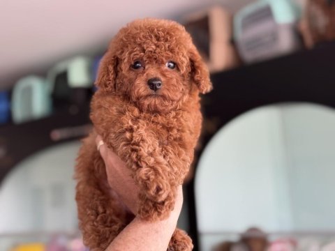 Petmode köpek çiftliğinden tea cup kore poodle