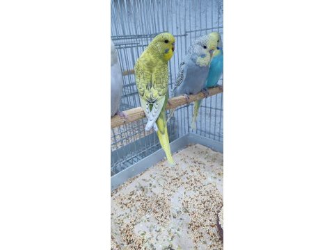 Şov jumbo yavru muhabbet kuşları 2025 bilezik