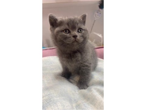 British shorthair yavru kedimiz yeni yuvasını arıyor