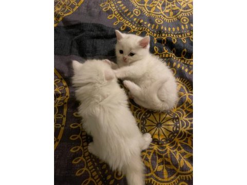 British shorthair blue point