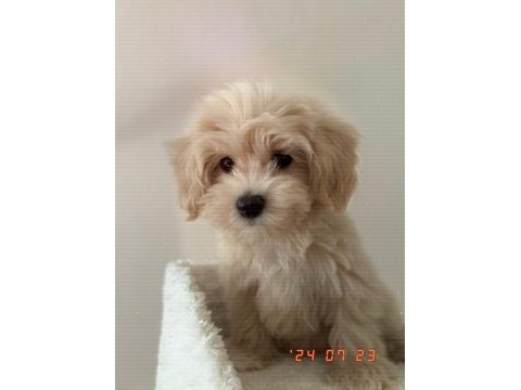 Maltipoo erkek 4 aylık