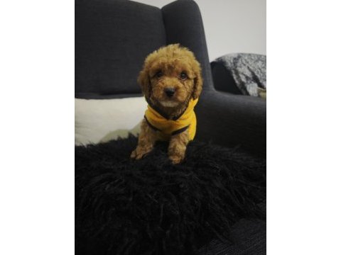 Toy poodle yavrular