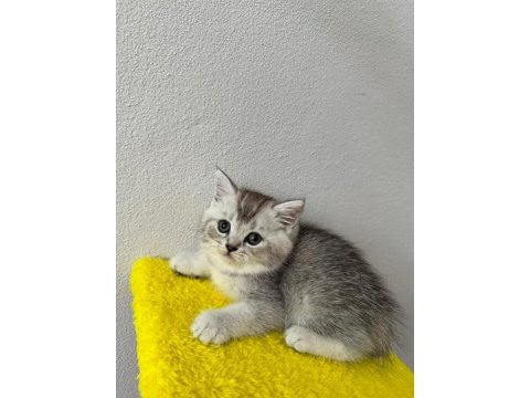 British shorthair yavrumuz