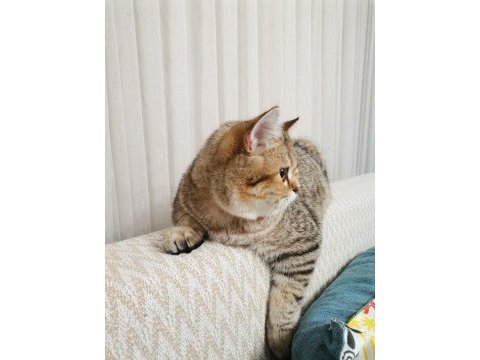 27 şubat doğumlu british shorthair