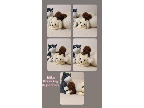 Toy poodle yavrum saf kan