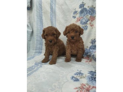 Kaliteli poodle yavrularimiz