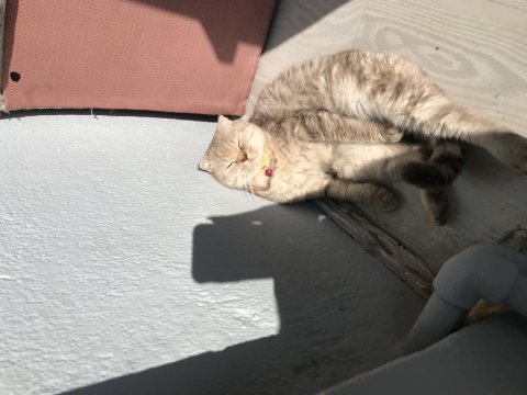 1.5 yaşında dişi scottish fold