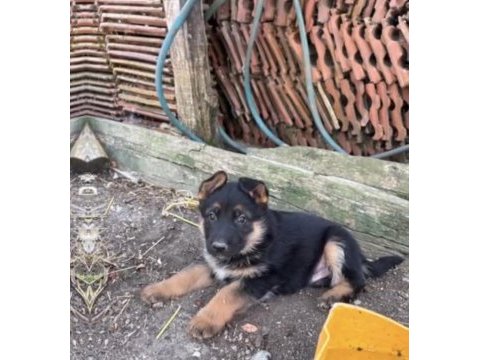 K9 alman kurdu 38 günlük 3 dişi