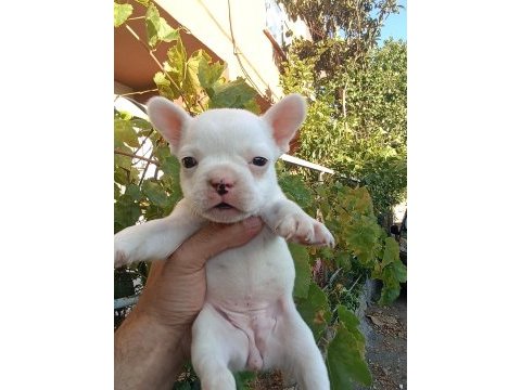 Anne altından eşsiz sağlıklı french bulldog yavrularım