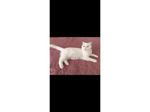 Dünyalar güzeli british shorthair odd eyes sütlacım