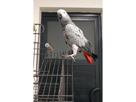 Full evcil jako 100 kelimeye yakın konuşması var