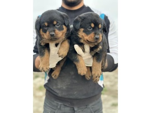 Hayalinizdeki rottweiler yavrusu sizi bekliyor