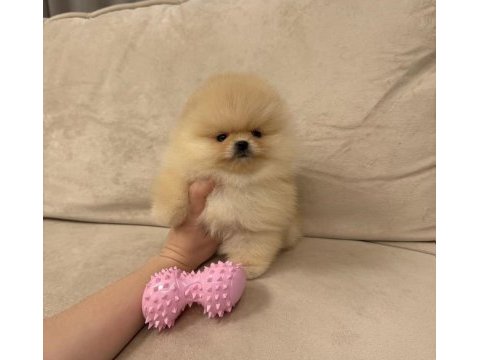 Ayıcık surat gerçek pomeranian boo yavrular