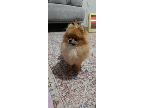 Micro baby face gülen yüz pomeranian