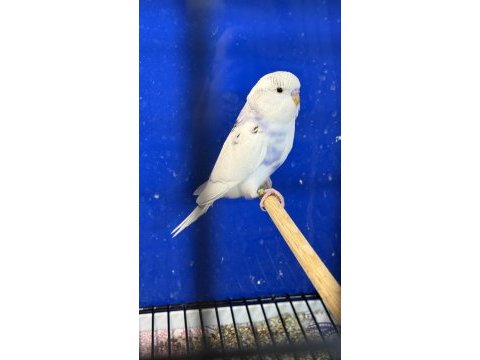 Yeni yeme düşmüş mor sp albino litüno kuşlar