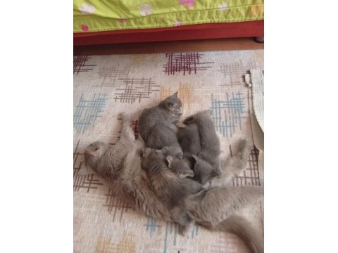 Yavru kedimiz ücretsiz sahiplendirme