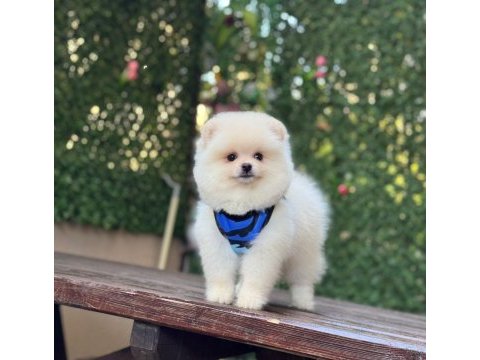 Pomeranian boo köpeği