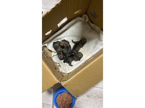 5 günlük pug yavruları
