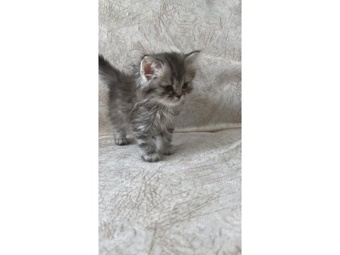 British shorthair yavrular