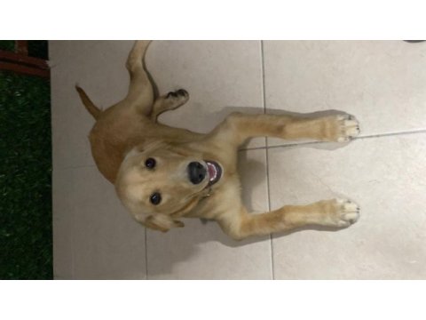 Orjinal golden retriever yavrusu