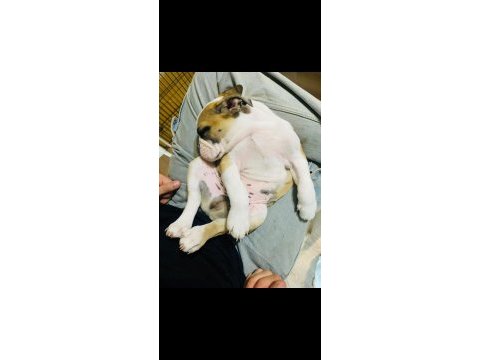 English bulldog yavrular izmir
