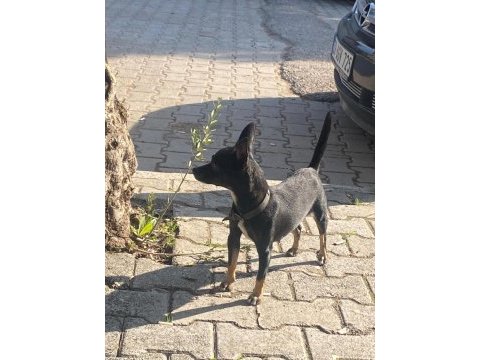 Dişi ve erkek yavru pinscher