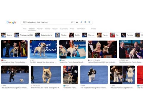 Oyuncu insan canlısı safkan cream french bulldog acil