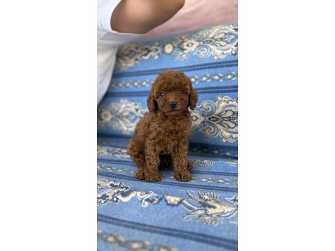Erkek poodle bebeğimiz