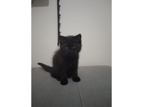 Nadir bulunan renk british shorthair 2.5 aylık erkek yavru