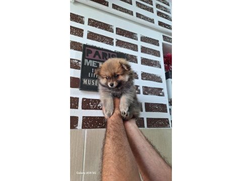 Orjinal pomeranian boo