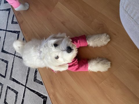 Tatlş köpeğimiz