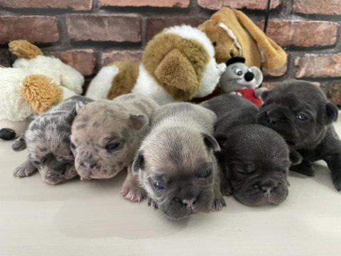 Mikro exotic french bulldog yavrular