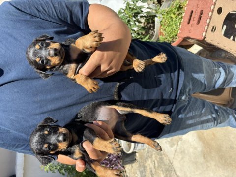Doberman bebekleri