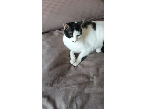 Kedimiz kısır ve sevimli yeni yuvasını arıyor