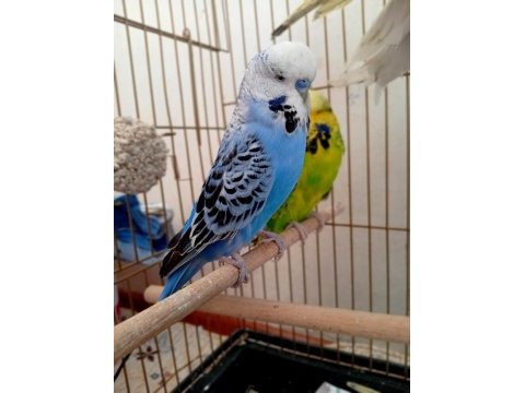 Jumbo çift yavrulu muhabbet kuşu