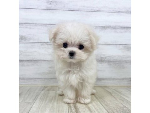 Maltese terrier xs sıfır numara büyümeyen yavrum