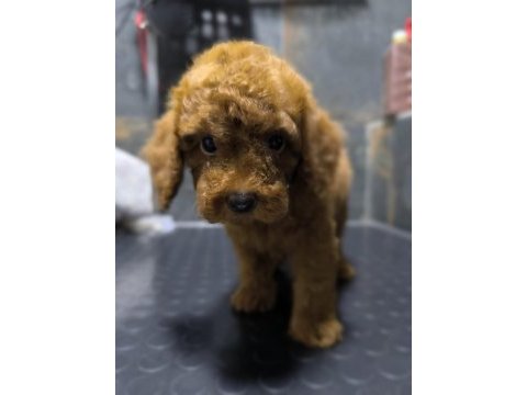 Red toy poodle yavrusu